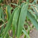 Phyllostachys sulphurea Folha