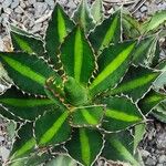 Agave lophantha Листок