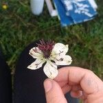 Nigella hispanica Цвят