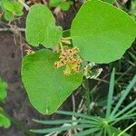 Cordia monoica ഇല