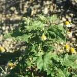 Chenopodiastrum murale Other