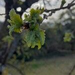 Sorbus intermedia Leaf