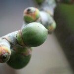 Latania lontaroides Fruit