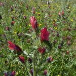 Echium creticum Flor