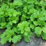 Cardamine impatiens Blad