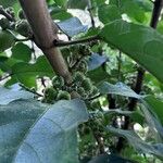 Ficus hispida Fruit