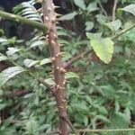 Zanthoxylum rhoifolium Bark
