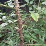 Zanthoxylum rhoifolium बार्क (छाल)