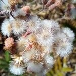 Erigeron bonariensisFlor