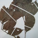 Trichilia euneura Otro