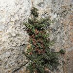 Asplenium ruta-muraria Συνήθη χαρακτηριστικά