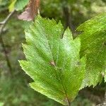 Karpatiosorbus remensis Foglia