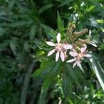 Cuphea racemosa Flower