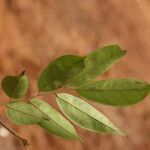 Dialium tessmannii Hoja