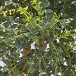 Sclerocarya birreaFoglia