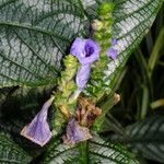 Strobilanthes auriculata Fleur