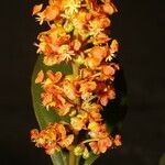 Byrsonima crassifolia 花