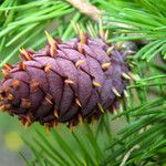 Larix decidua Flower