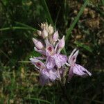 Dactylorhiza fuchsii Fula