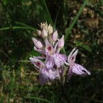 Dactylorhiza fuchsii 花