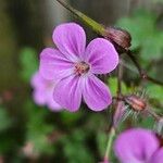 Geranium robertianum Kwiat