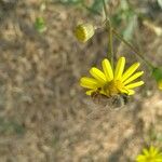 Senecio madagascariensis Levél