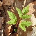 Aegopodium podagraria Leaf