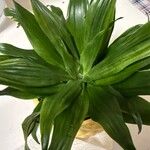 Dracaena acaulis Deilen