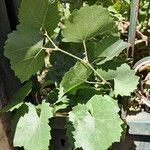 Vitis rotundifolia Лист