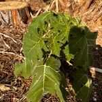 Solanum viarum Feuille