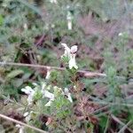 Stachys rectaFlower