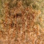 Platycerium elephantotis Leaf