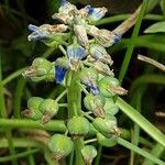 Muscari botryoides Плод