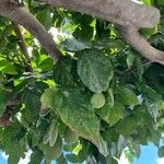 Pongamia pinnata Fruit