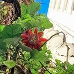 Passiflora alata Blomma