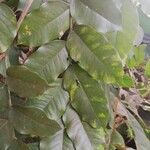 Pterocarpus soyauxii Levél