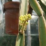 Cissus cactiformis 花