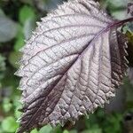 Perilla frutescens Leaf