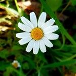 Anthemis arvensisപുഷ്പം