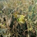 Biscutella auriculata Arall