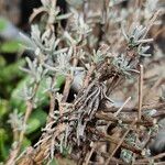 Lavandula angustifolia Habit