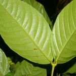 Quiina macrophylla Hoja