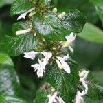 Hypoestes aristata Flower