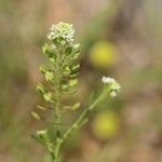 Lepidium virginicum Flower