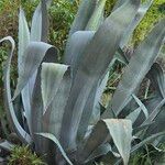 Agave americana叶