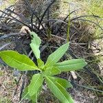 Oenothera parviflora Leaf