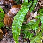 Asplenium scolopendriumHostoa