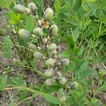 Baptisia alba Ffrwyth