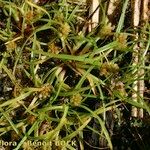 Cyperus michelianus Habit