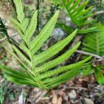 Polypodium cambricum পাতা